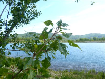 Populus nigra subsp. betulifolia (Pursh) W.Wettst., 1952