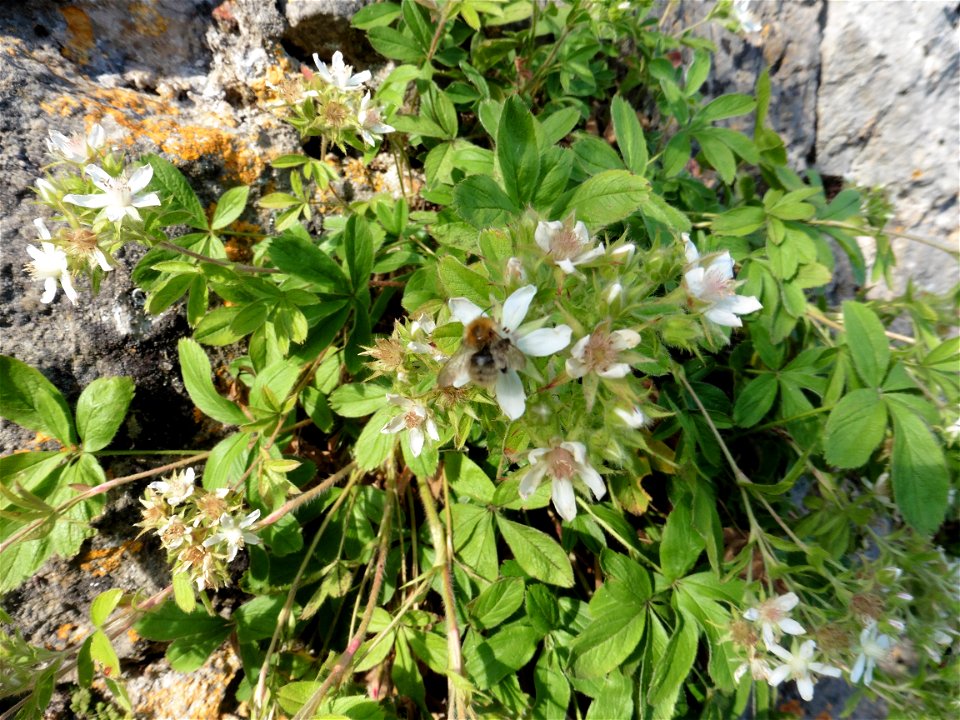 Potentilla caulescens subsp. petiolulata (Gaudin) Nyman, 1878