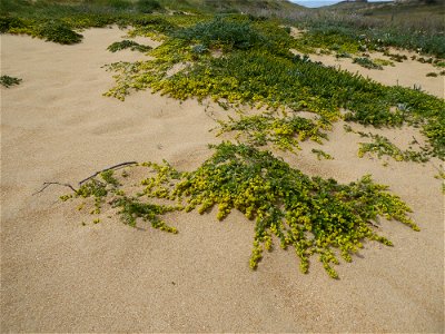 Galium arenarium Loisel., 1806