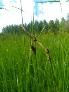 Carex tomentosa L., 1767