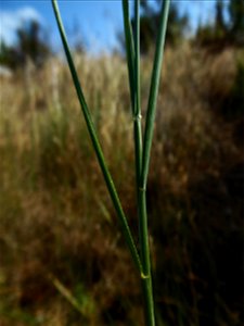 Elytrigia acuta (DC.) Tzvelev, 1973