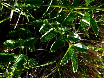 Sanguisorba officinalis L., 1753