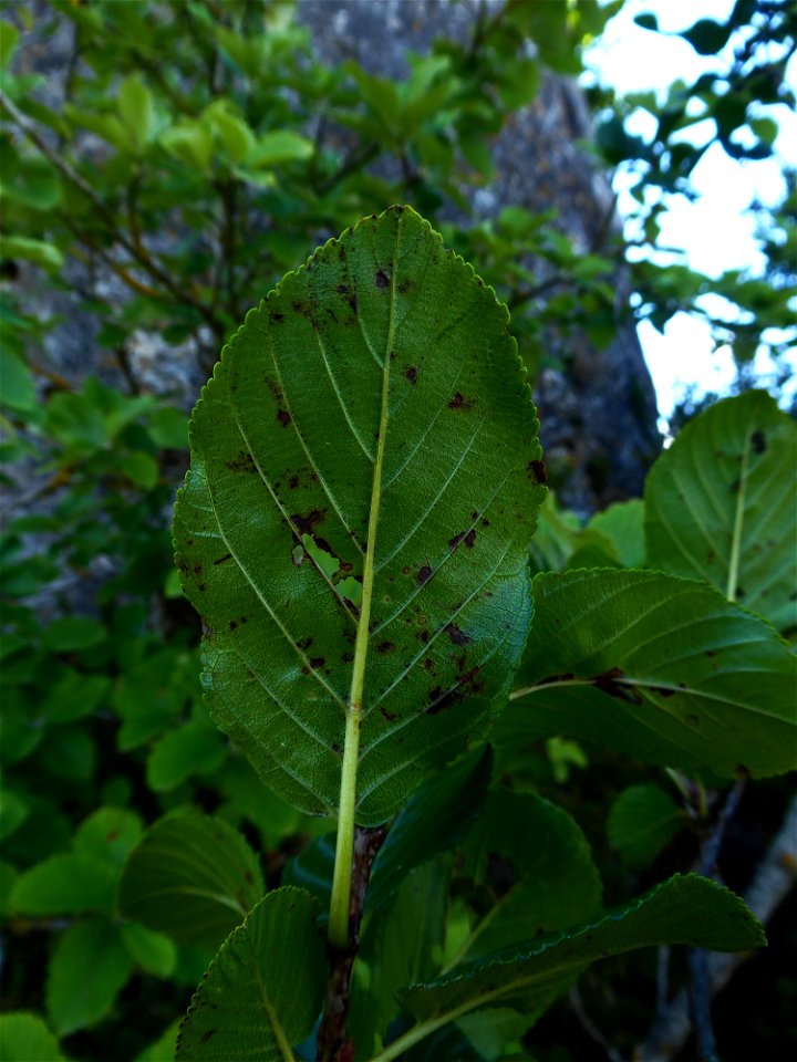 Rhamnus alpina L., 1753