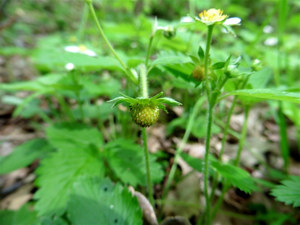 Fragaria vesca L., 1753