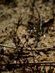 Hornungia procumbens (L.) Hayek, 1925