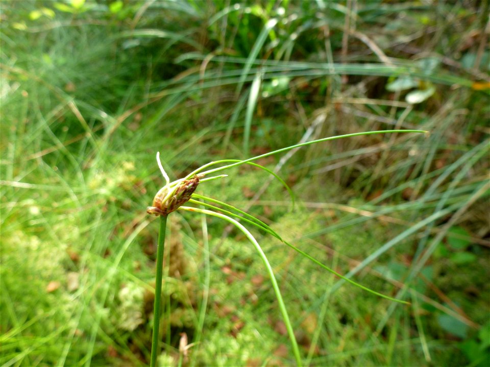 Eleocharis multicaulis (Sm.) Desv., 1818