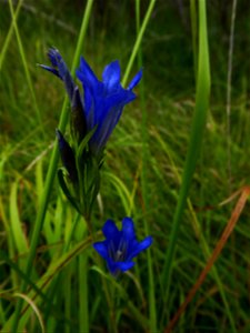 Gentiana pneumonanthe L., 1753