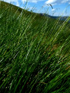 Festuca eskia Ramond ex DC., 1805