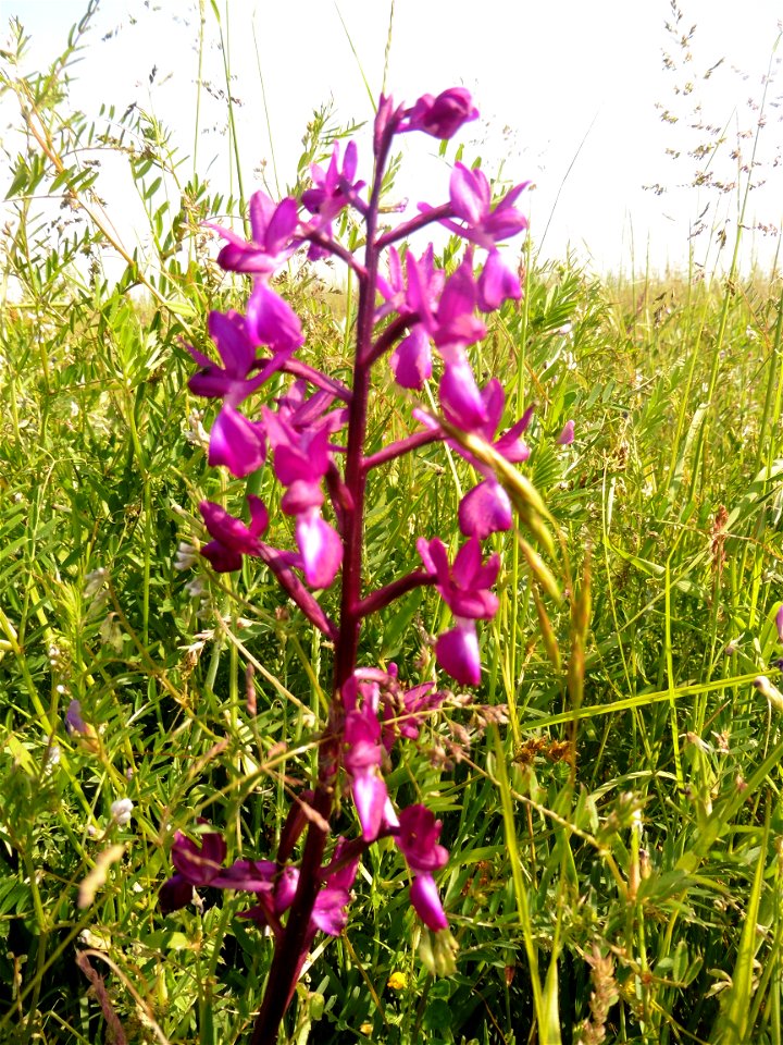 Anacamptis laxiflora (Lam.) R.M.Bateman, Pridgeon & M.W.Chase, 1997
