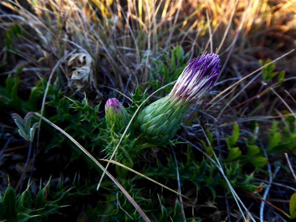 Cirsium acaulon (L.) Scop., 1769
