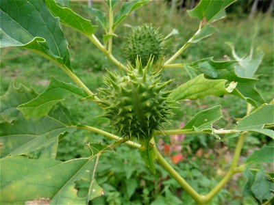 Datura stramonium L., 1753