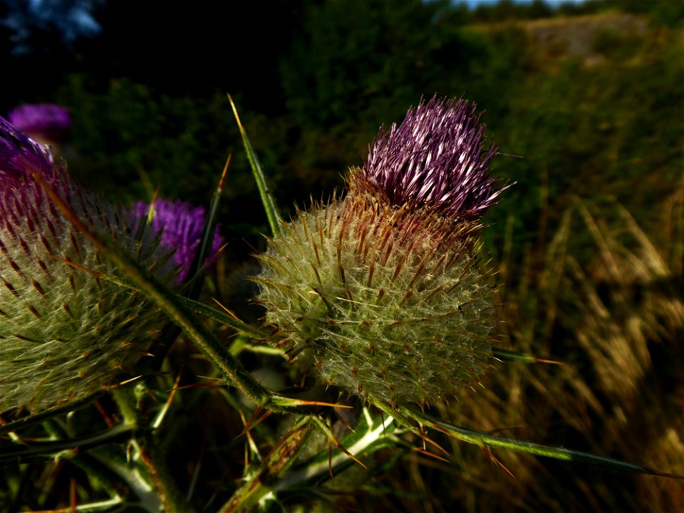 Cirsium eriophorum (L.) Scop., 1772