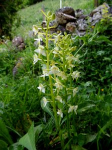 Platanthera chlorantha (Custer) Rchb., 1828