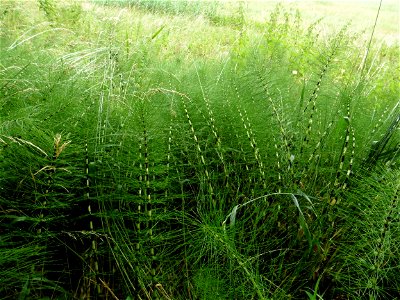 Equisetum telmateia Ehrh., 1783