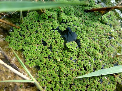 Azolla filiculoides Lam., 1783