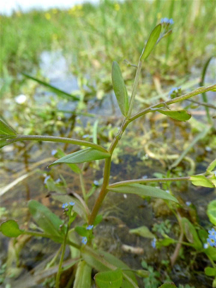Myosotis sicula Guss., 1843