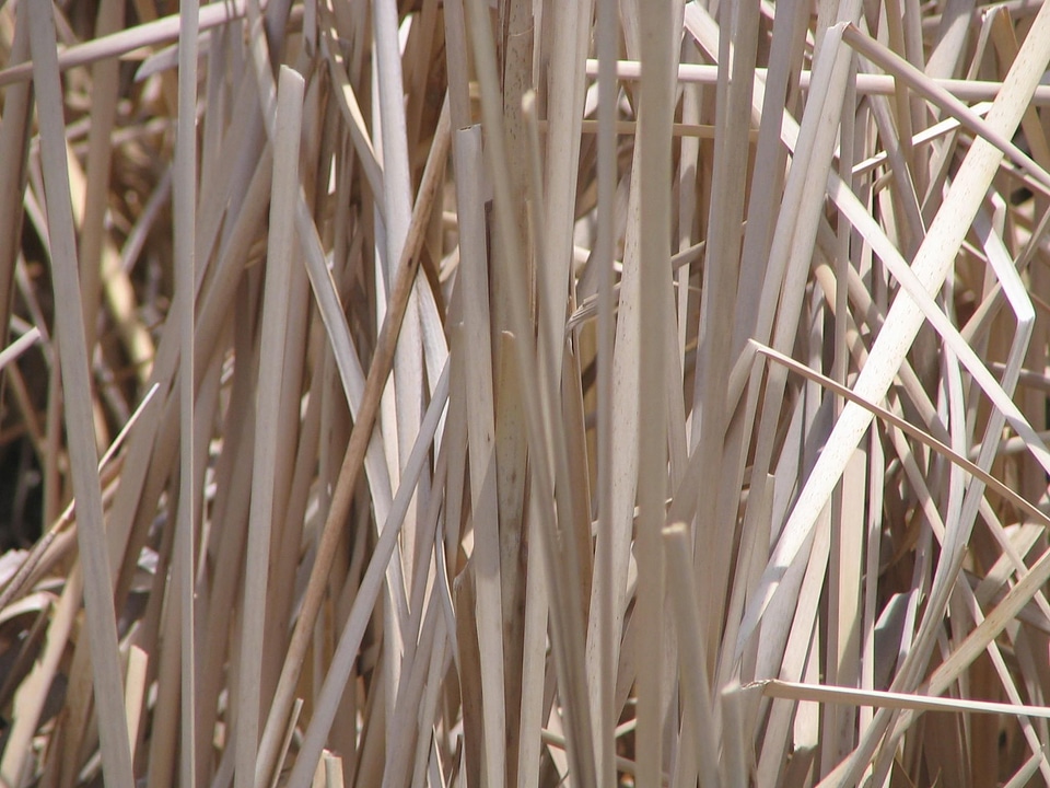 Close plant 