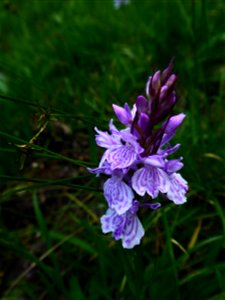 Dactylorhiza maculata (L.) Soó, 1962