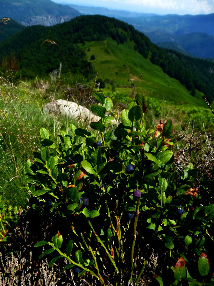 Vaccinium myrtillus L., 1753