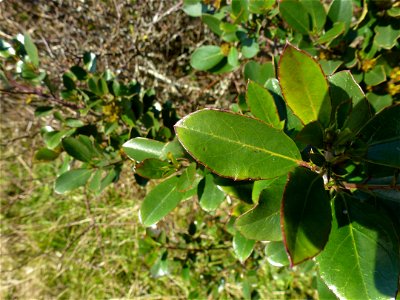 Rhamnus alaternus L., 1753