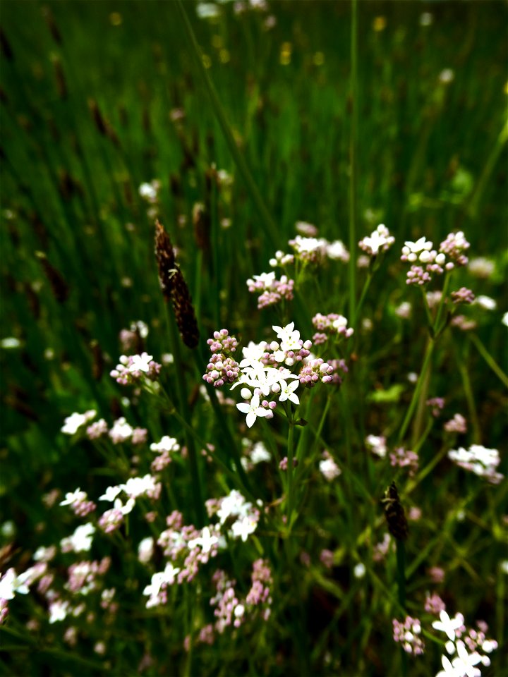 Galium debile Desv., 1818