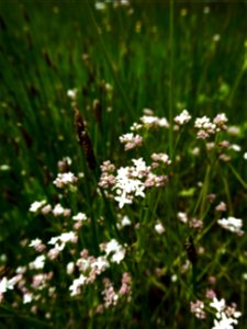 Galium debile Desv., 1818