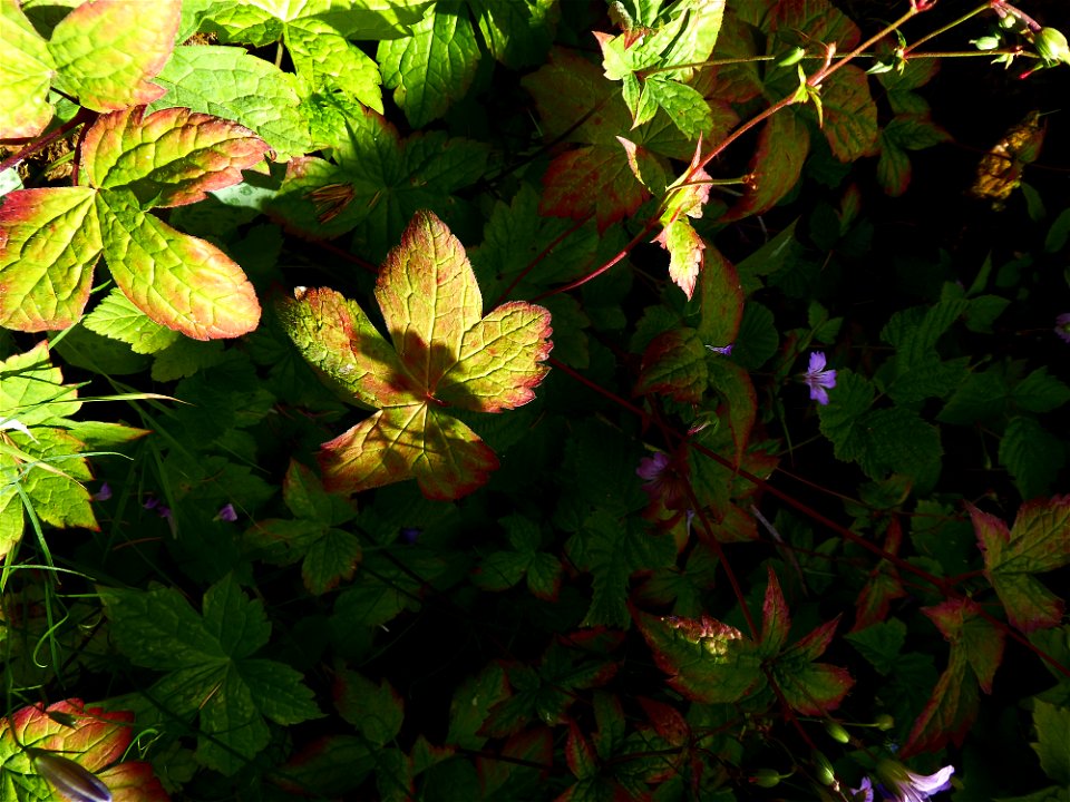 Geranium nodosum L., 1753