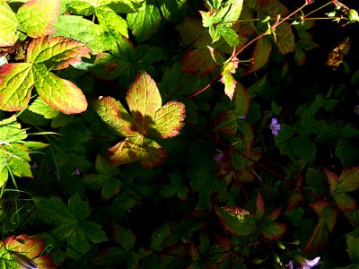 Geranium nodosum L., 1753