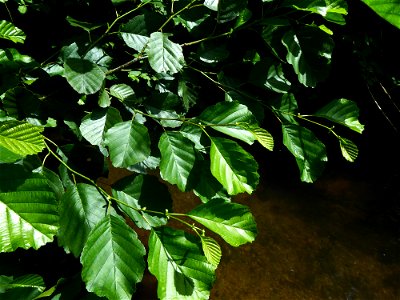 Alnus glutinosa (L.) Gaertn., 1790