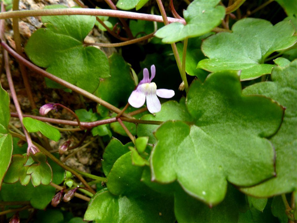 Cymbalaria muralis G.Gaertn., B.Mey. & Scherb., 1800