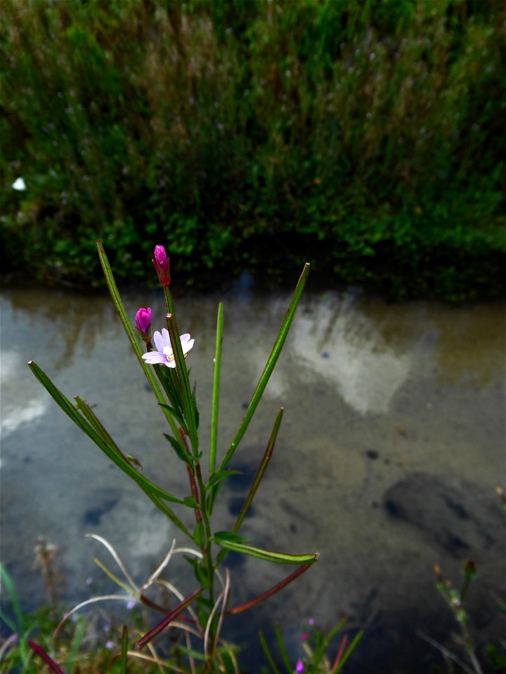 Epilobium parviflorum Schreb., 1771