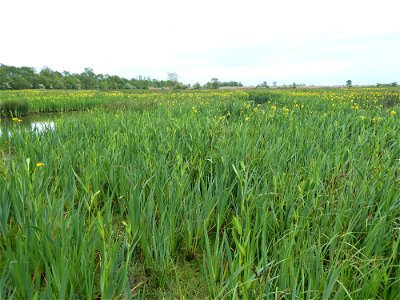Iris pseudacorus L., 1753