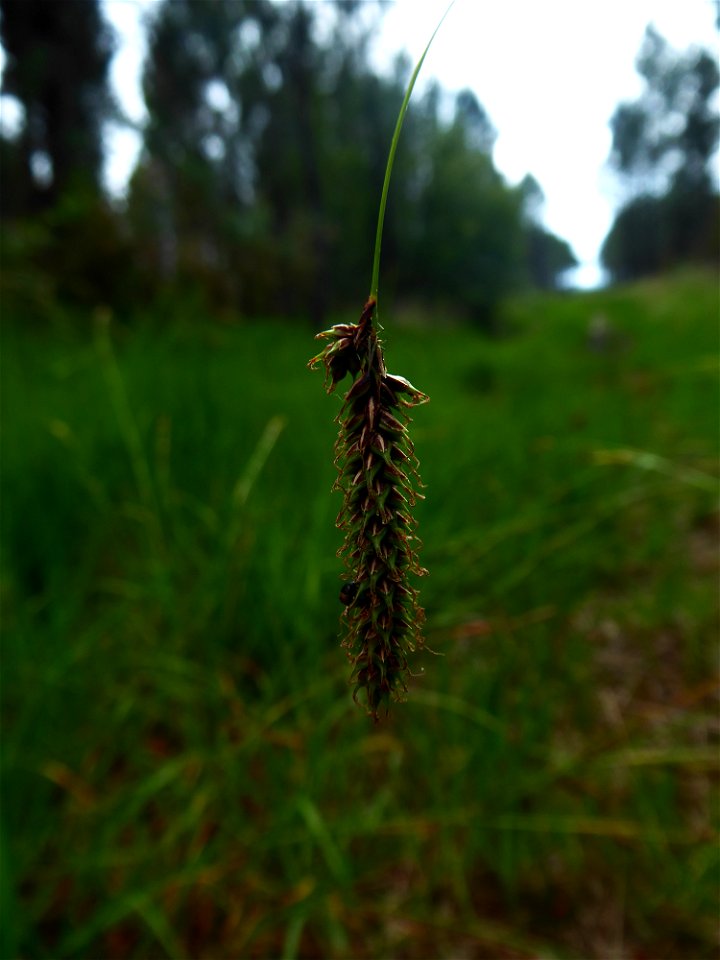 Carex binervis Sm., 1800