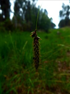 Carex binervis Sm., 1800