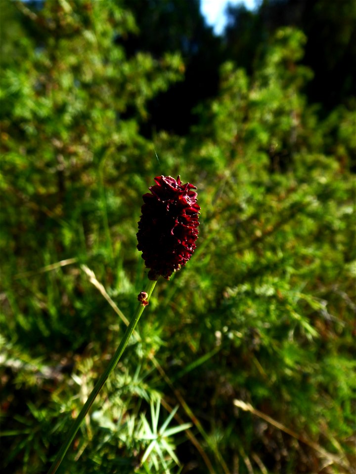 Sanguisorba officinalis L., 1753