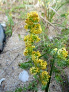 Galium arenarium Loisel., 1806