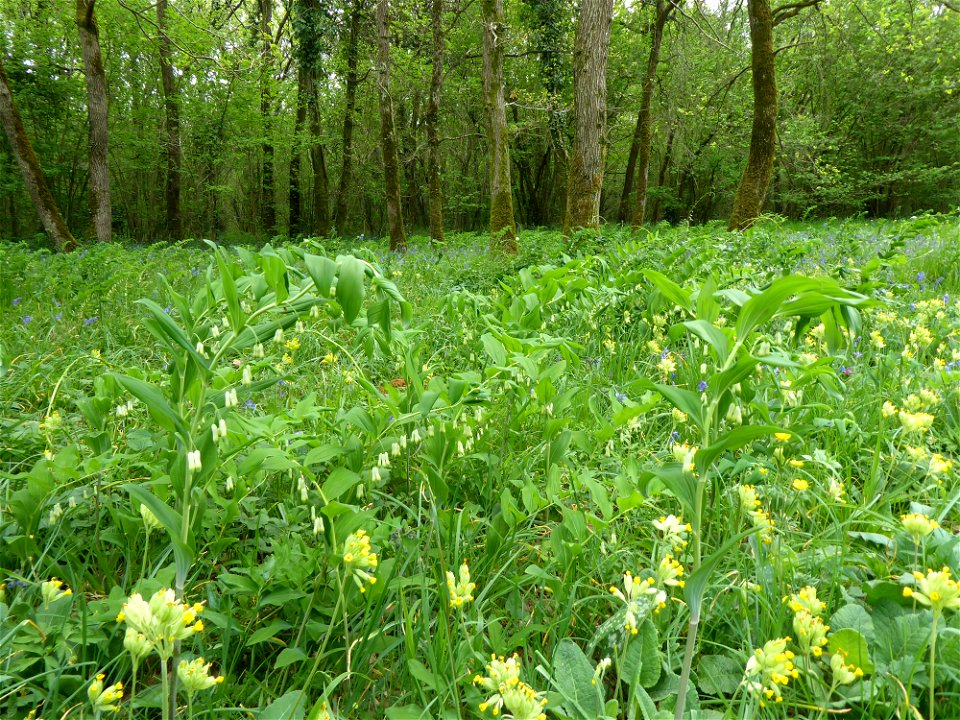 Polygonatum multiflorum (L.) All., 1785