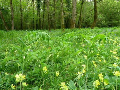 Polygonatum multiflorum (L.) All., 1785