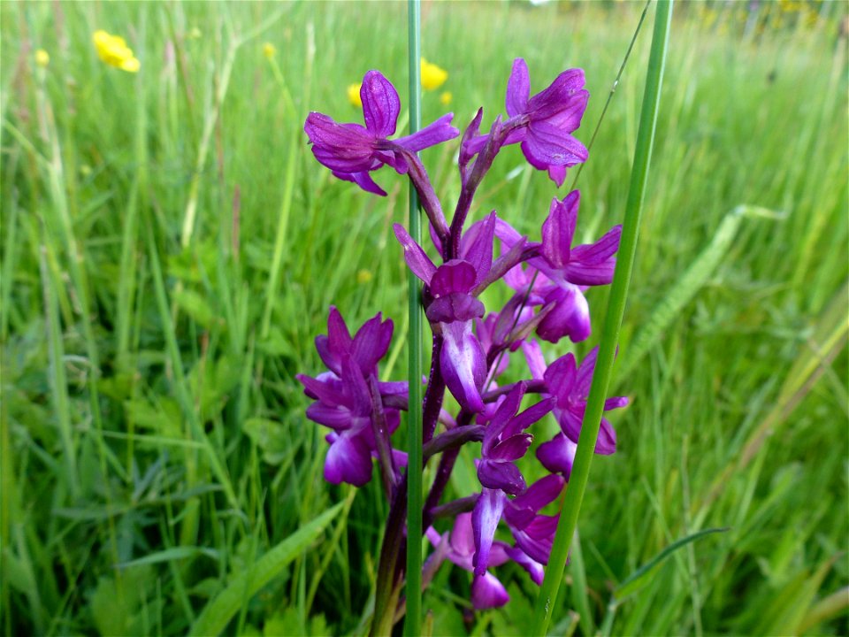 Anacamptis laxiflora (Lam.) R.M.Bateman, Pridgeon & M.W.Chase, 199