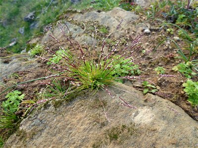 Mibora minima (L.) Desv., 1818