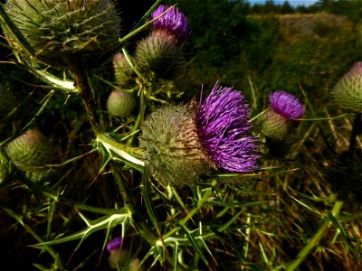 Cirsium eriophorum (L.) Scop., 1772