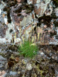 Plantago capitellata Ramond ex DC., 1805