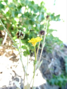 Ranunculus sardous Crantz, 1763