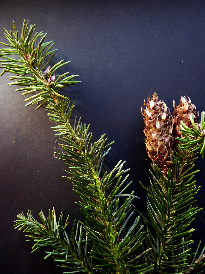 Pseudotsuga menziesii (Mirb.) Franco, 1950