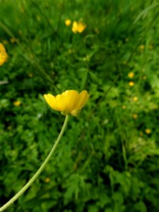 Ranunculus acris L., 1753
