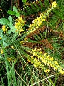 Ulex minor Roth, 1797