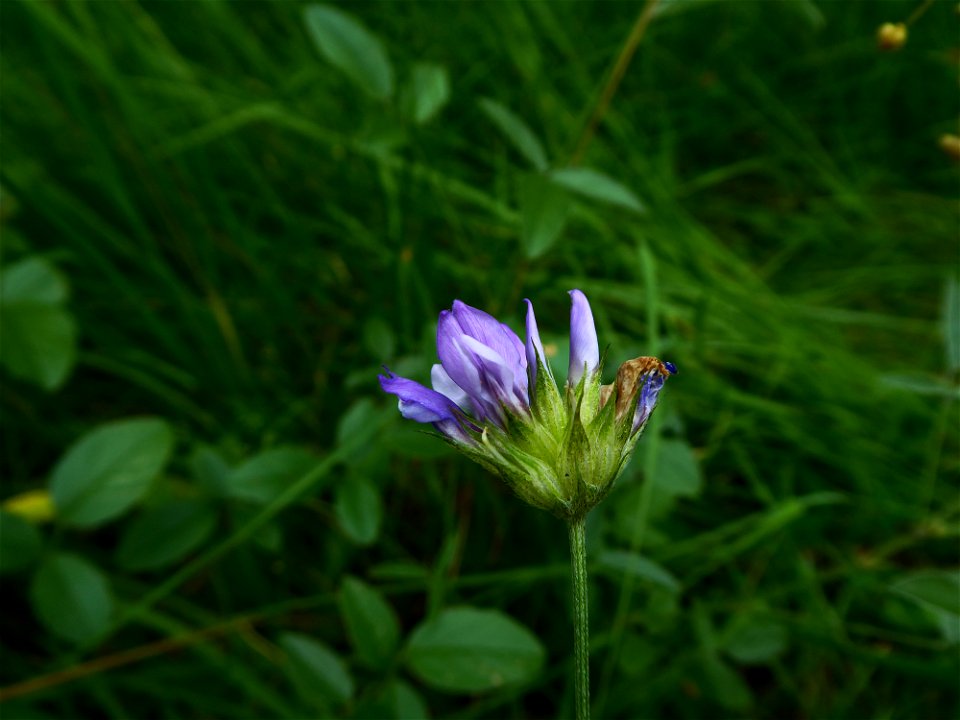 Bituminaria bituminosa (L.) C.H.Stirt., 1981