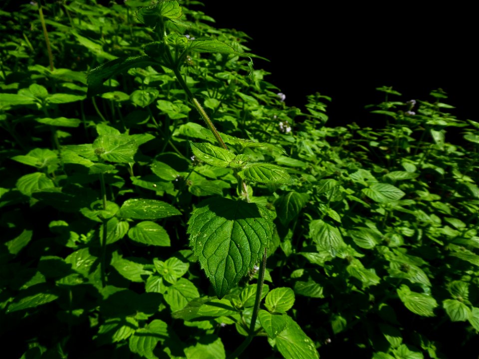 Mentha aquatica L., 1753