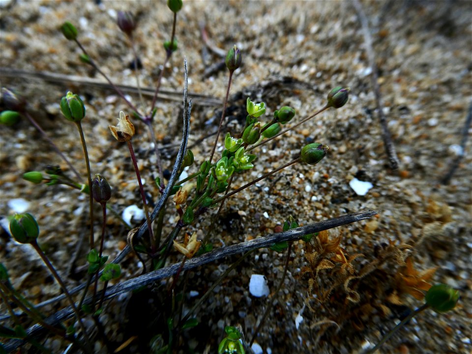Sagina maritima G.Don, 1810