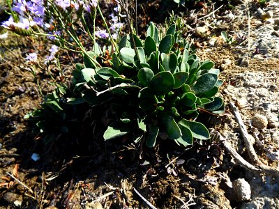 Limonium dodartii (Girard) Kuntze, 1891